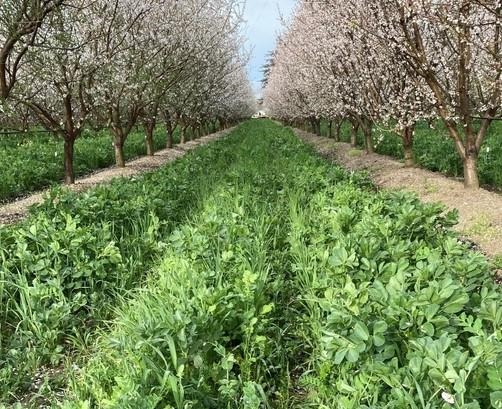 Can California native plants be used as cover crops